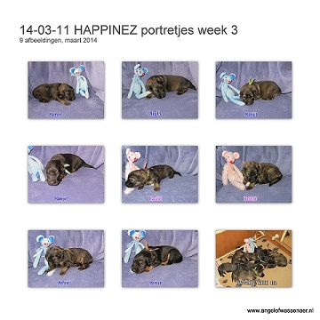 HAPPINEZ portretjes, start week 3, onze Oudduitse Herder pups zijn hier 2 weken oud